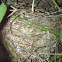 Cardinal nest