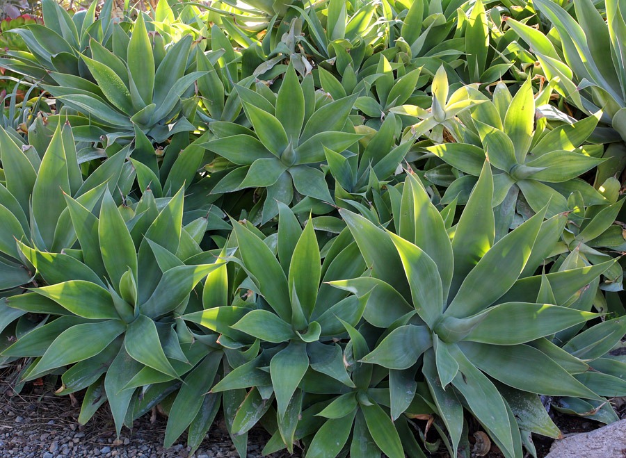 [120414_RBG_Agave-attenuata_013.jpg]