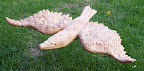 Roofvogel 
Materiaal: lindehout
Behandeling: lijnolie en bijenwas
Afmeting: 69x45x7 cm
Achtergrondinformatie:
Roofvogels zijn enorm fascinerende dieren. Dus heb ik de stap gezet om een roofvogel te snijden. Anderen snijden romp en vleugels apart en verlijmen deze, maar ik heb het uit 1 stuk gehaald. Wel erg veel hout weghalen...