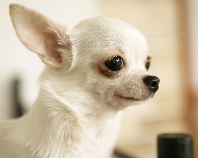 [cutest_breed_dogs-3%255B1%255D.jpg]