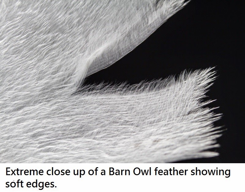 [articles-OwlPhysiology-Feathers-3b3.jpg]