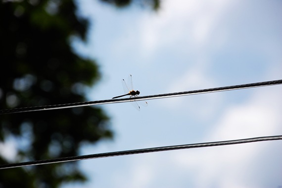 [Dragonfly%2520clothesline%255B2%255D.jpg]