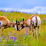 Young pronghorn bucks begin spring training among the June bloom of lupine at the National Bison Range.