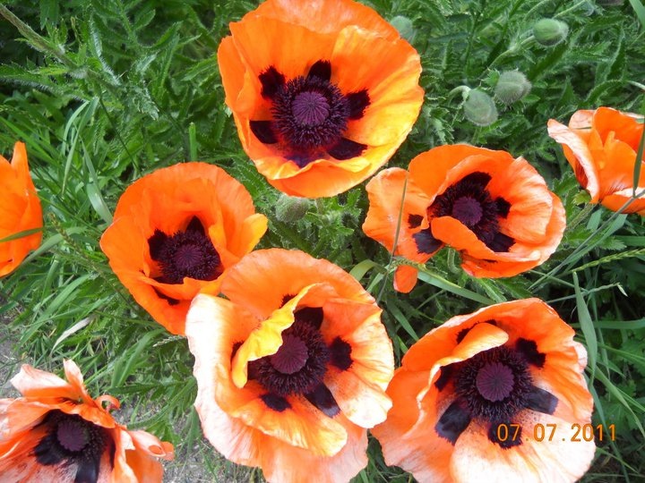 [poppies%255B2%255D.jpg]