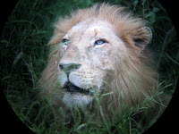 Dominant male lion - Thornybush Reserve, Kruger NP, South Africa