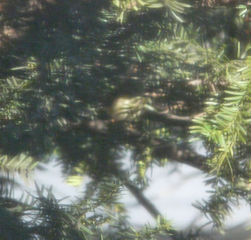 Blob of a Ruby-crowned Kinglet in the yard on November 28, 2013