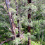 Looking Down on the Tingle Trees From Above - Valley of the Giants, Australia