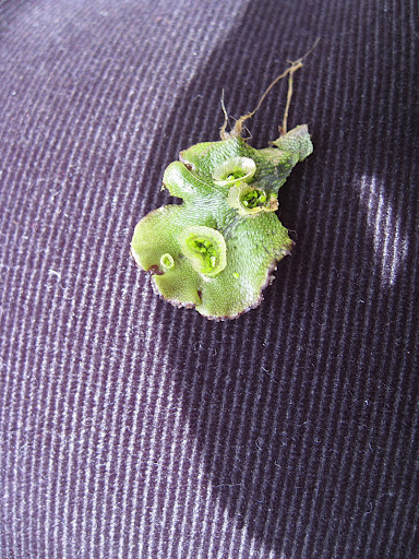 This is a liverwort - a primitive plant related to moss. The funny structures you see are called gemma cups, and they contain spore packets. When a drop of water splashes down on to the liverwort, it sends the spores flying, which helps the plant spread.