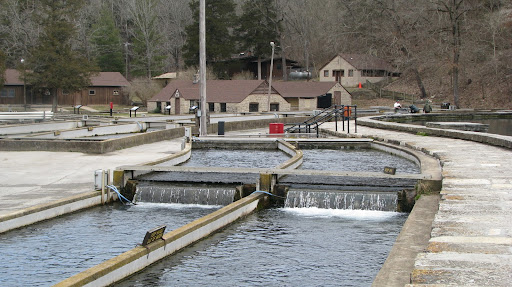 Raceways at Roaring River Hatchery
photo credit:  Michele Skalicky