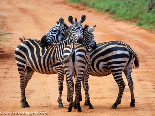animais national geographic desbaratinando (53) animais national geographic desbaratinando (53)