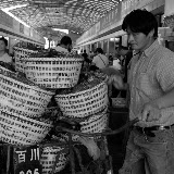 Shanghai - Marché poisson - L'homme et son chargement de crustacés