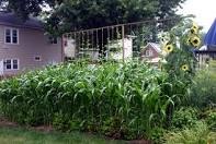 [sunflowers%2520by%2520MantisOwners%255B3%255D.jpg]