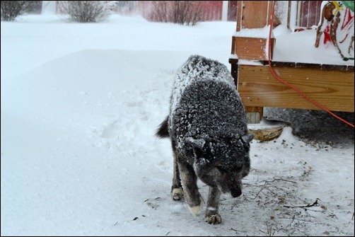 Sadie in the snow