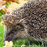 Hedgehog