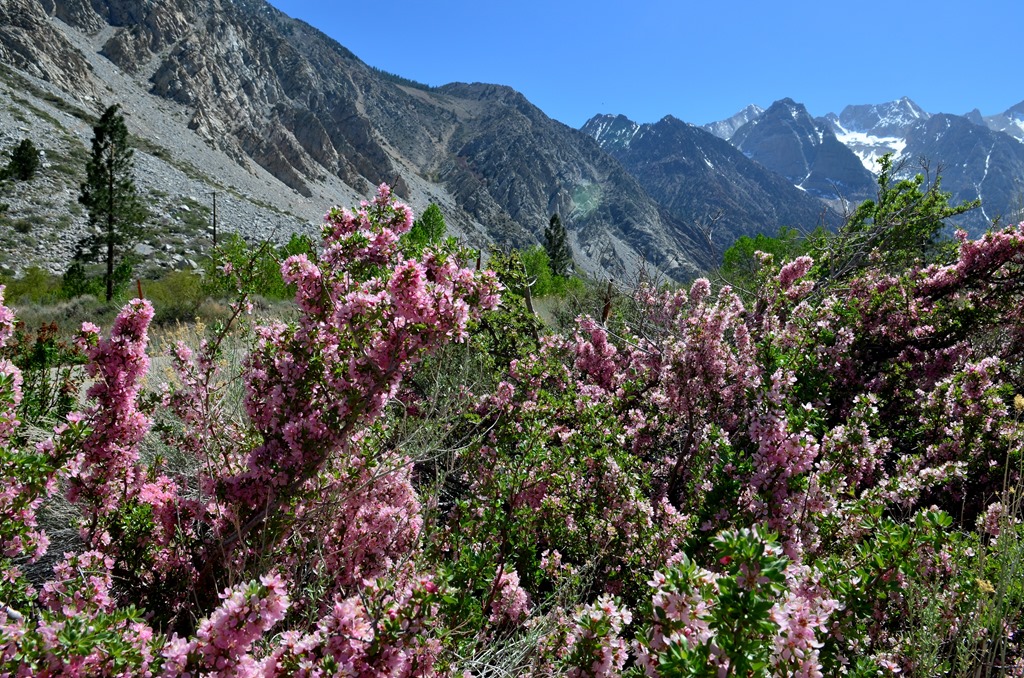 [Day-4-Bishop_038DSC_004010.jpg]