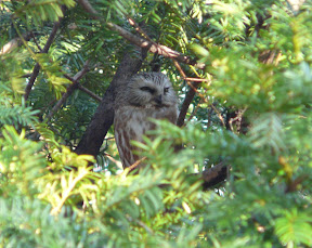 It has apparently been in Central Park for some months now