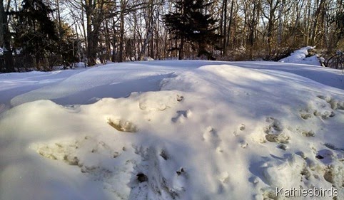 6. sunlight on snow 3-3-15