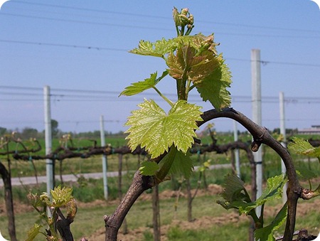 agricoltura-biologica agricoltura-biologica