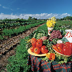 Bio-Ferme Laval