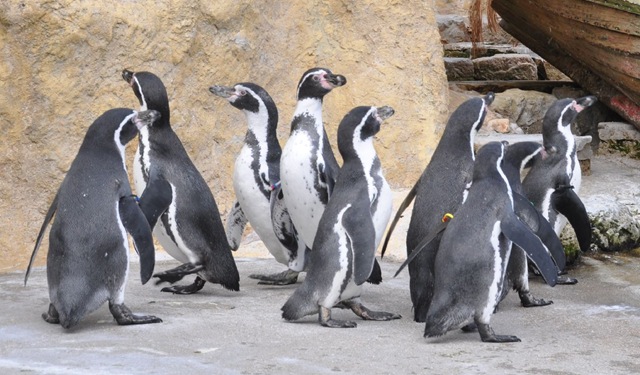 [New%2520feathers%2520after%2520moult%2520August%25202011%2520%2528cropped%2520%2526%2520resized%2529%2520DSC_1908%255B4%255D.jpg]