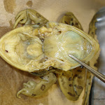 dissect02.jpg