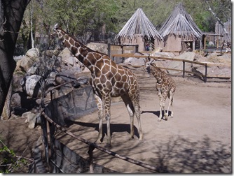 Zoo-April 2012 017