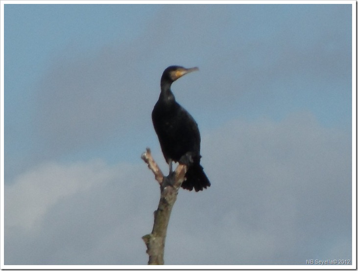 SAM_3526 Cormorant