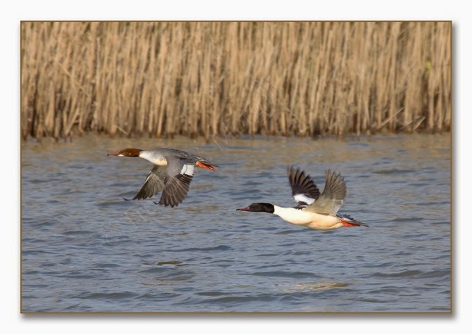 K's Birds 4 Goosander