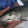 bonefish4.jpg bonefish4.jpg