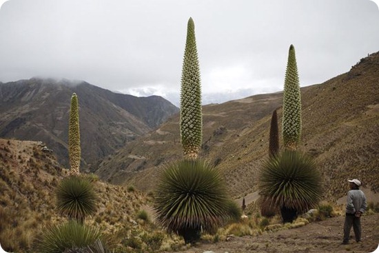 puya3 puya3