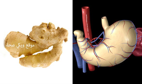 09-Ginger-StomachFoods-That-Look-Like-Body-Parts-1 09-Ginger-StomachFoods-That-Look-Like-Body-Parts-1