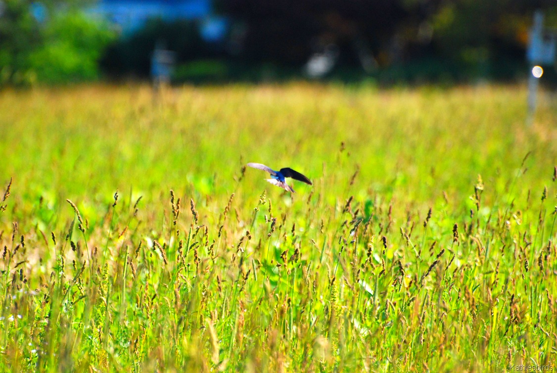 [3.%2520swallow%2520over%2520meadow-kab%255B4%255D.jpg]