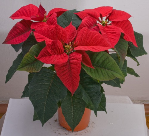 [puansettia%5B5%5D.jpg]