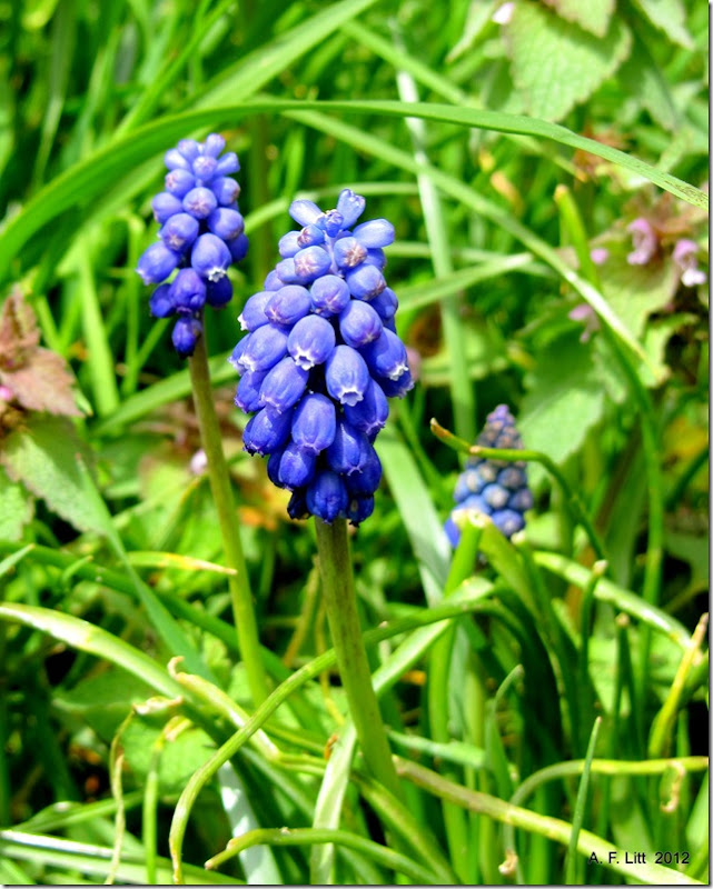 Still stuck on blue...  Springwater Trail.  Gresham, Oregon.  April 9, 2012.  Photo of the Day, May 22, 2012.