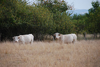 Friendly locals