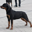 Rottweiler hodowla szczenięta Toro Negro -016.JPG