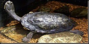 4. Argentine Snake-necked Turtle (Hydromedusa Tectifera) 4. Argentine Snake-necked Turtle (Hydromedusa Tectifera)