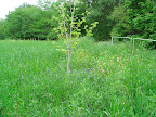 A young tree in the Hill Country meadow.
