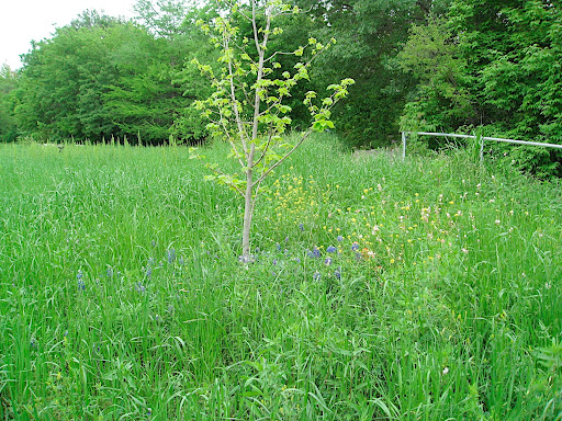 A young tree in the Hill Country meadow.