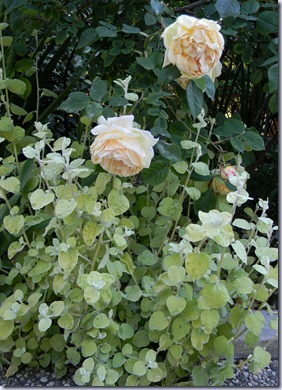 DSCN3433 DSCN3433