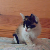 Cati