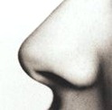 nose-profile reverse