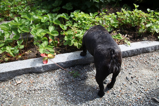 Sharkey, the strawberries in this bed look different from the others.  Are these the wild strawberries?