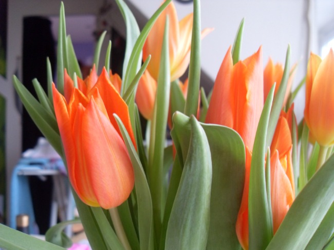 Tulipaner på mit bord