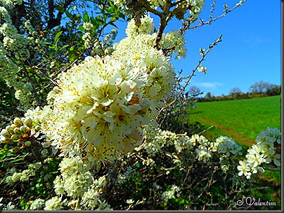 SAM_0246 SAM_0246