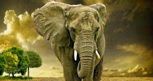 Elephant-big.jpg