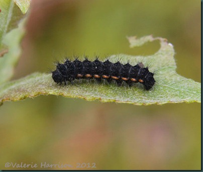 44-Common-Footman-Caterpillar