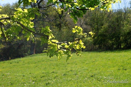 SONY DSC