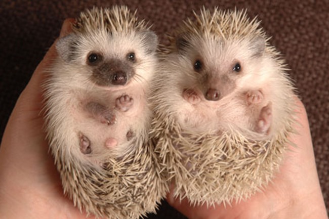 hedgehog hedgehog