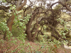 Oak forests...